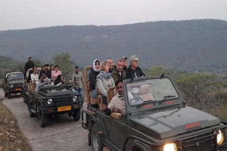 रामगढ़ विषधारी अभयारण्य घूम रहे एक बाघ-चार बाघिन, आखिर और कब आएंगे