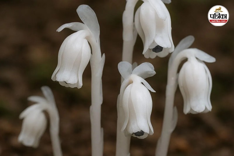 Ghost Flower, Indian Pipe flower, Monotropa uniflora, Ghost Flower meaning, Ghost Flower healing properties, Ghost Flower benefits, Ghost Flower uses, Spiritual healing flower,