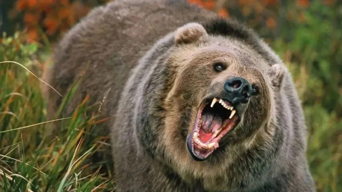 Husband killed, wife injured in bear attack in Chamoli
