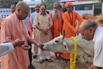 Up news, gorakhpur