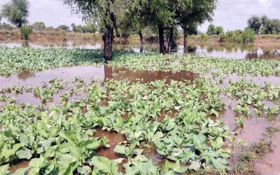 sikar photo