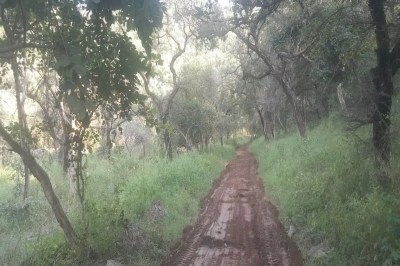 Jungal Safari in kumbhalgarh
