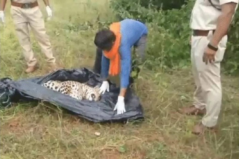 MP news Leopard hunting