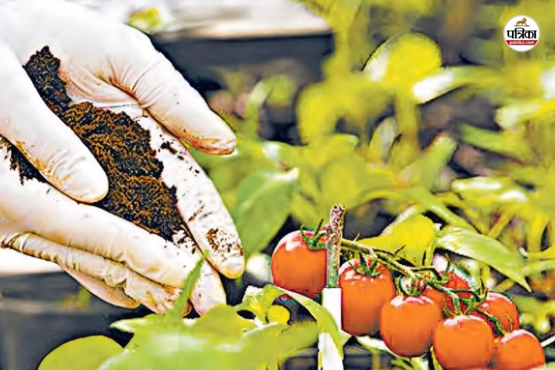 Non-vegetarian-tomatoes