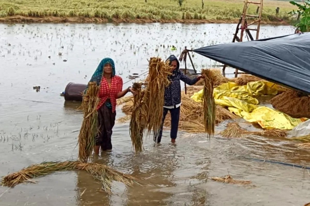 धान की फसल