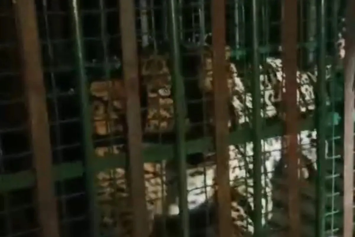 Panther Attack in Rajasthan