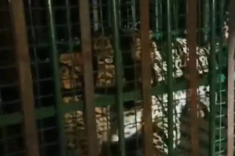 Panther Attack in Rajasthan