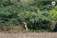 Panther-in-Dausa