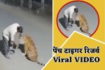 Pench tiger reserve drunk man offer Liquor to Tiger Viral Video
