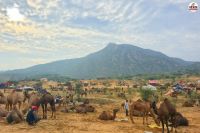 Pushkar Fair