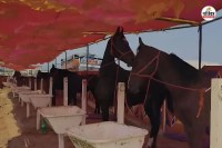 Ajmer Pushkar Fair horses sale and purchase levied 5 percent GST an order has been issued