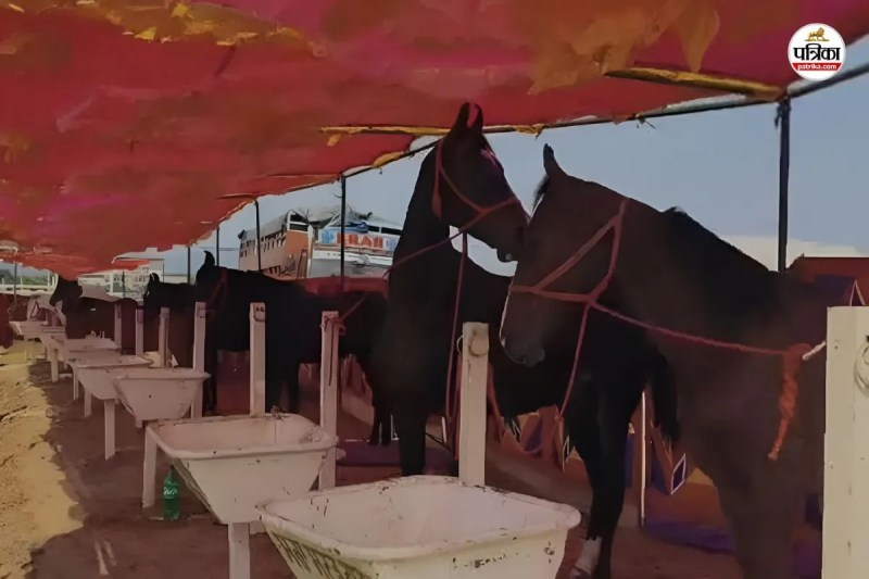 Ajmer Pushkar Fair horses sale and purchase levied 5 percent GST an order has been issued