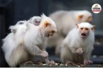Pygmy Marmoset