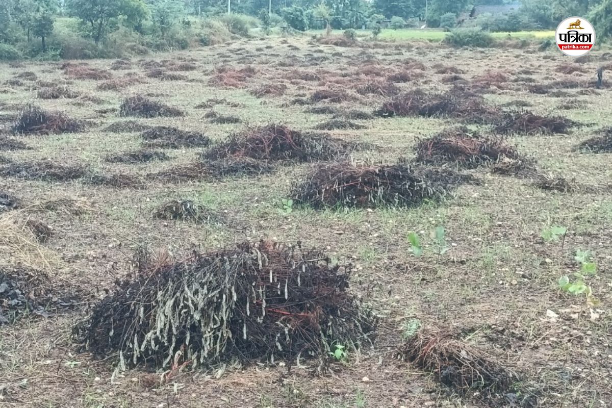 Rajasthan Rain havoc has betrayed Dungarpur farmers worried with losses running into crores