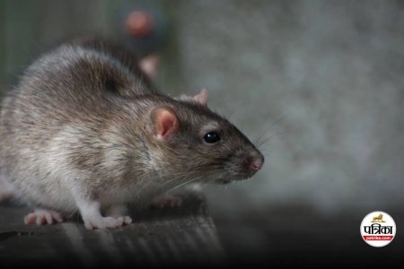 Rat Fever Causes