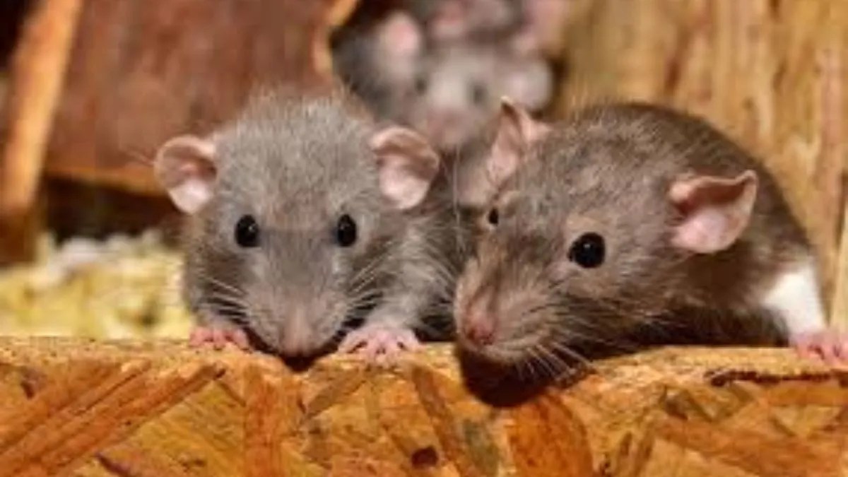 Rats bite 41 people in Nainital