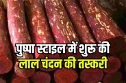 Red sandalwood smuggling racket busted in Delhi 10 tonnes worth Rs 6 crore recovered