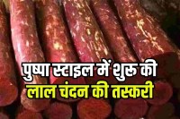 Red sandalwood smuggling racket busted in Delhi 10 tonnes worth Rs 6 crore recovered