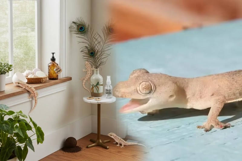 Remedies to Get rid of lizards