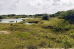गौण मंडी की 50 बीघा भूमि पर जूली फ्लोरा