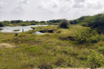 गौण मंडी की 50 बीघा भूमि पर जूली फ्लोरा