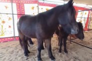 Shetland-Pony-horse
