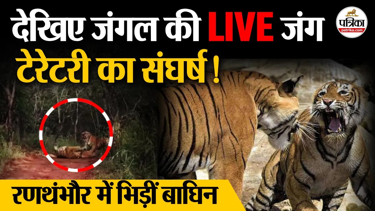 RANTHAMBORE NATIONAL PARK में टैरेटरी को लेकर रणथंभौर में भिड़ीं 2 बाघिन ! कैमरे में कैद
