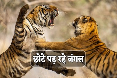 Tiger in MP