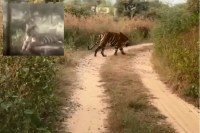 Tiger in jaipur