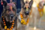 आस्था, संस्कृति और पशु प्रेम का अनोखा संगम; दूसरे दिन ‘कुकुर तिहार’ में कुत्ते को मिलता है शाही सम्मान     (फोटो सोर्स : Whatsapp Group)