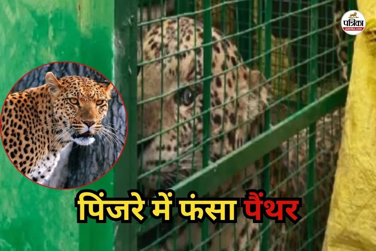 Udaipur-panther-attack