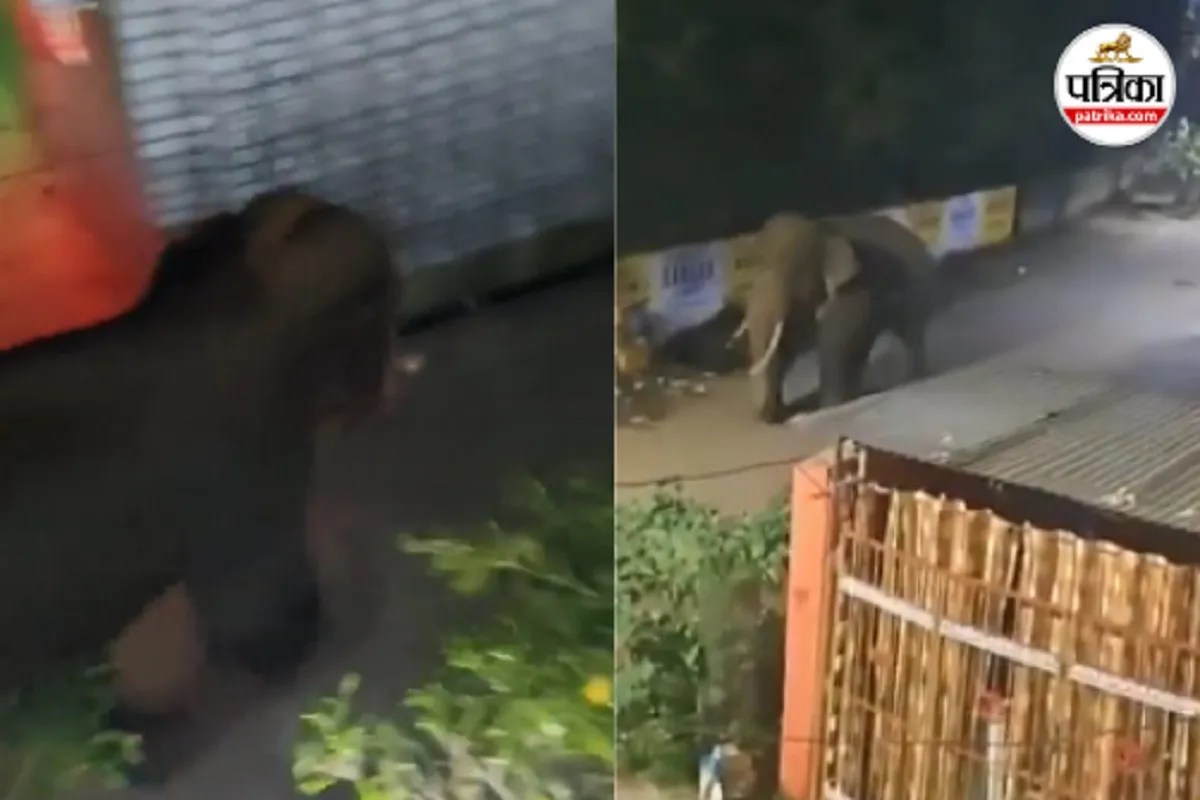 CG News: शहर में अचानक घुसा दंतैल हाथी! लोगों में मचा हड़कंप, देखें Video