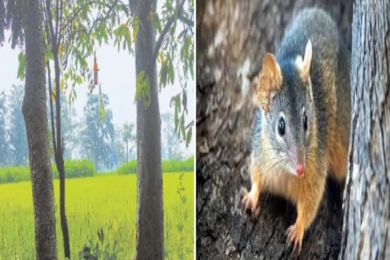 चूहा भगाने का नया जुगाड़! कांच की बोतल और लोहे की आवाज से खेतों में गूंज... चूहे भाग जायेंगे(photo-patriika)