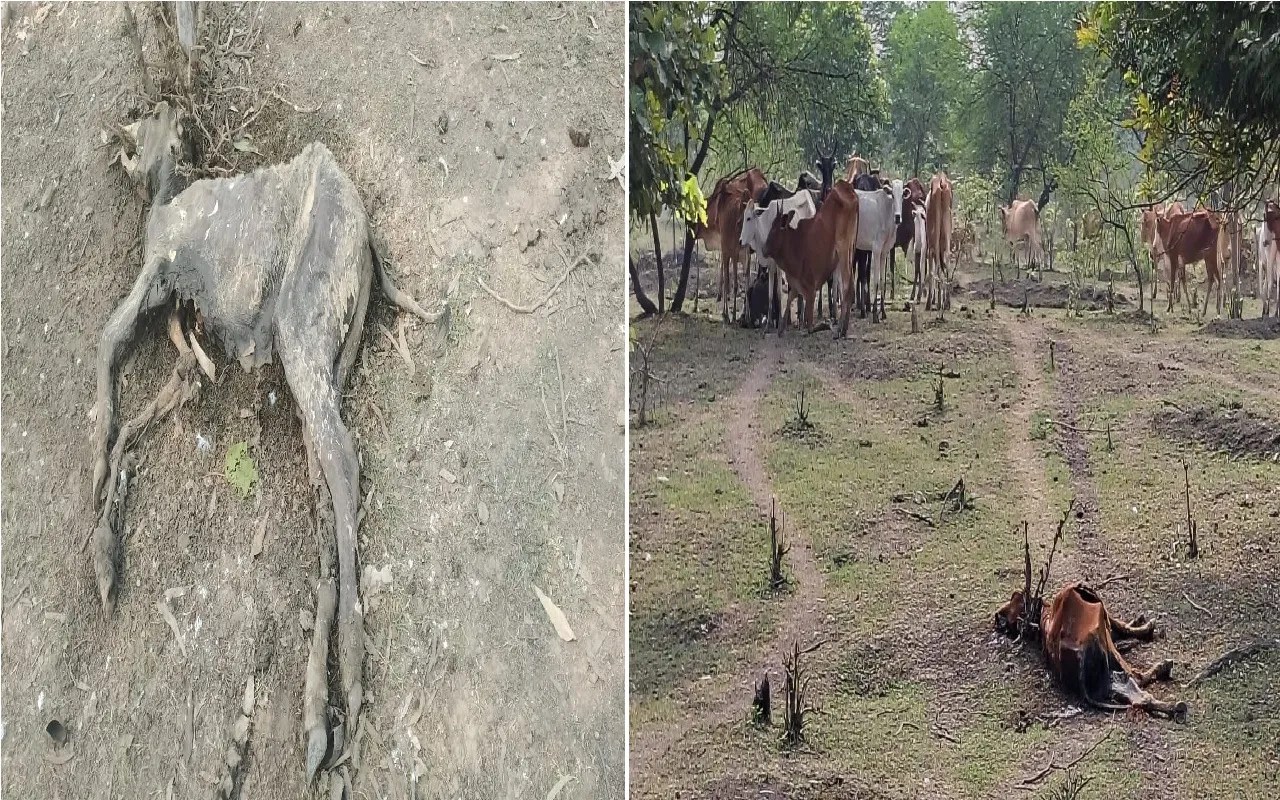 CG News: बेमेतरा में धुमंतु गायों की अकाल मौत, चारा-पानी की कमी बनी बड़ी चुनौती...(photo-patrika)