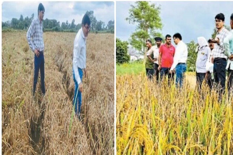 कीट प्रकोप से चौपट हुई फसल! कृषि विभाग ने मांगी रिपोर्ट, किसानों को मिलेगा फसल बीमा का लाभ...(photo-patrika)