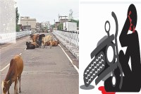 सड़क सुरक्षा पर संकट! मवेशियों से बढ़े हादसे, 20 महीने में 8 मौतें... अब परिवहन विभाग बनाएगा ‘सुरक्षा कचव’ SOP(photo-patrika)