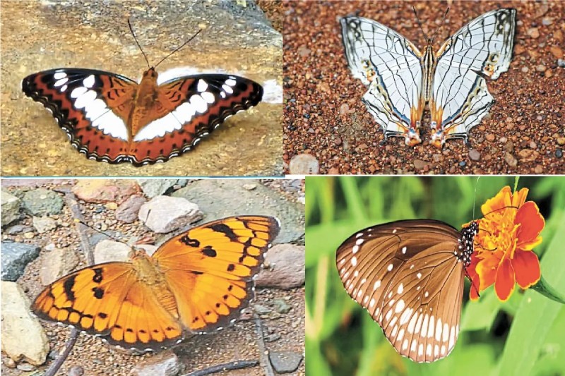 अभयारण्य में तितली के 5 नई प्रजातियाें की पहचान (फोटो सोर्स- पत्रिका)