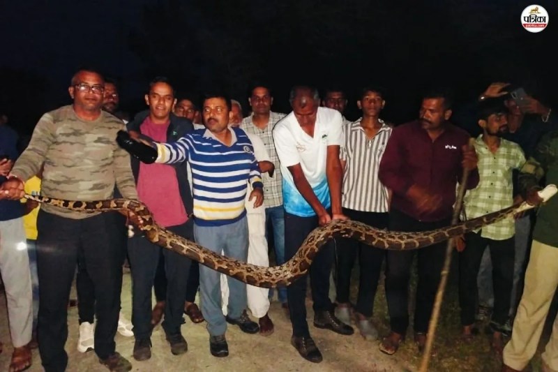 python in Sirohi