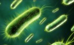 Bacteria