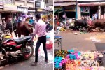 Bull Fight