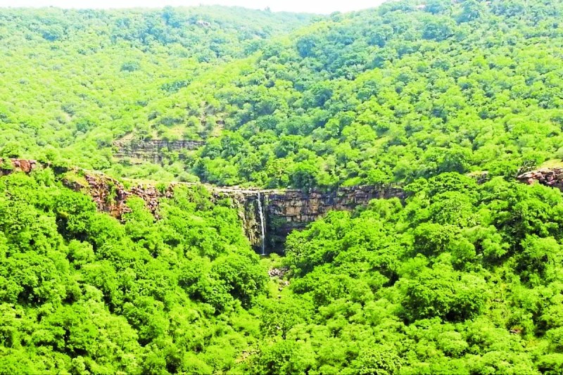 कालदां के जंगलों में फिर गूंजी बाघिन की दहाड़, मुनादी करवाई