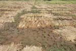 बारिश ने किसानों के अरमानों पर पानी फेरा