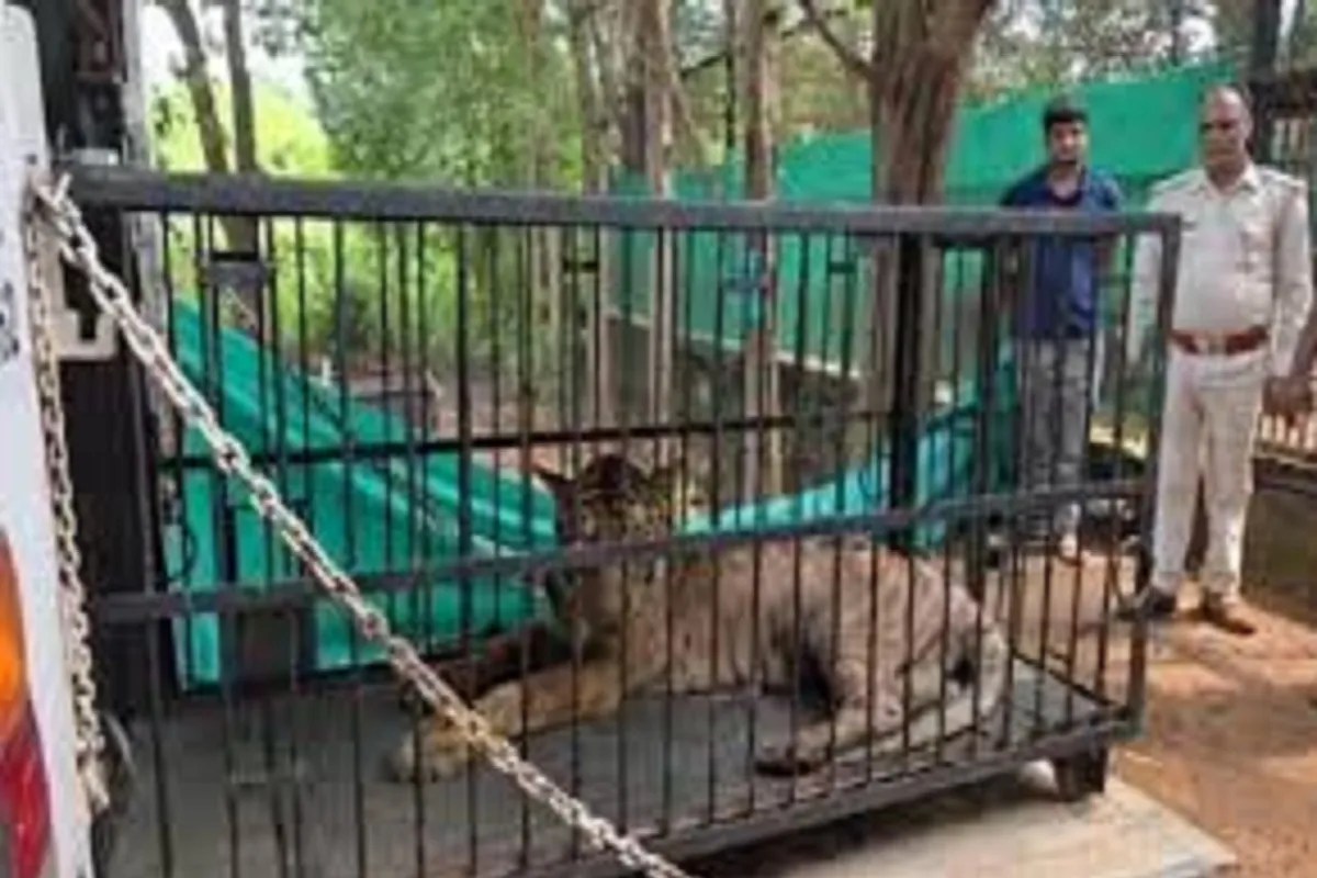 Raipur News: अंबानी के जू में जंगल सफारी की बाघिन की मौत, ट्रेन से भेजा गया था जामनगर