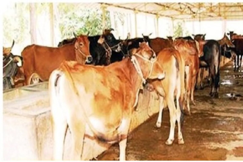 CG News: छत्तीसगढ़ गो-सेवा आयोग अधिनियम में बदलाव, पंजीकृत गो-शाला समितियां चलाएंगी गोधाम, मिलेगा 25 लाख का अनुदान