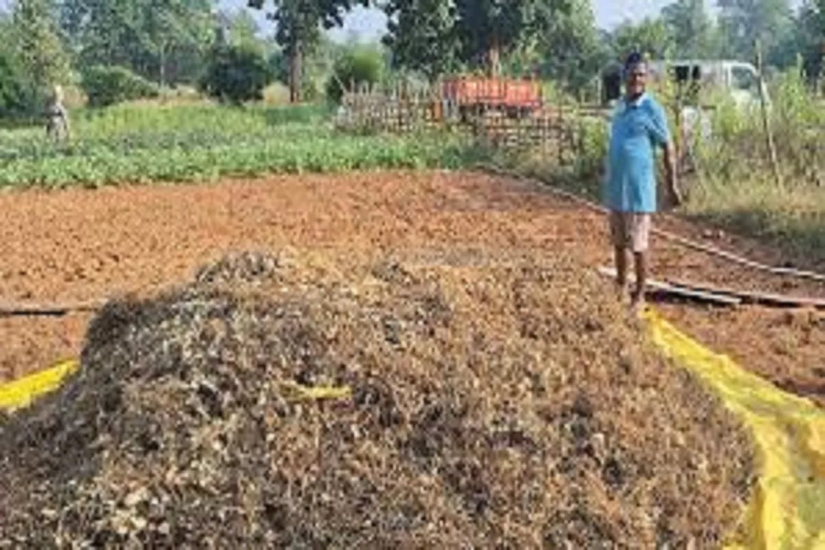 CG News: प्रदेश के इकलौते जैविक जिले दंतेवाड़ा के किसानों को क्षति, 4 से 5 क्विंटल तक घटी धान की पैदावार