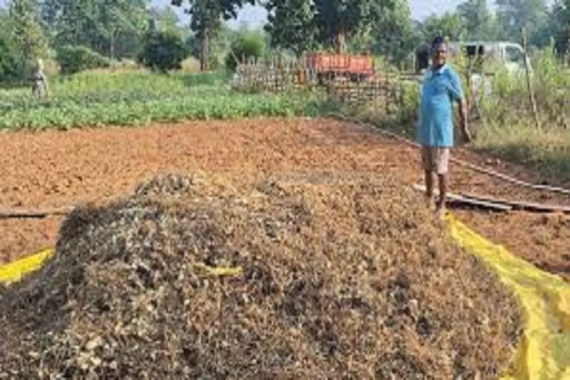 CG News: प्रदेश के इकलौते जैविक जिले दंतेवाड़ा के किसानों को क्षति, 4 से 5 क्विंटल तक घटी धान की पैदावार