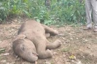 CG News: रायगढ़ में 22 हाथियों का दल पहुंचा, छाल रेंज में तालाब में डूबने से बेबी एलीफेंट की मौत