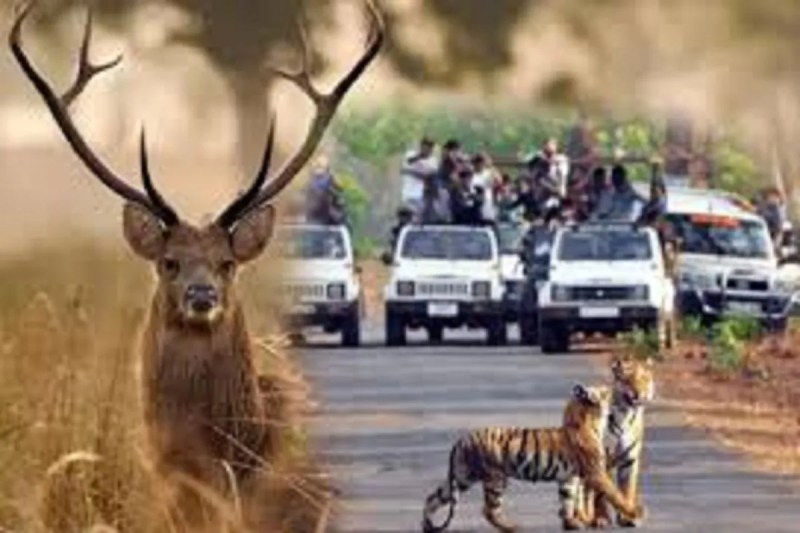 CG News:1 नवंबर को खुलेंगे टाइगर रिजर्व और राष्ट्रीय उद्यान, वन विभाग ने लिया निर्णय
