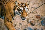 CG News: छत्तीसगढ़ में वन्य प्राणियों को ले सकेंगे गोद, जंगल सफारी और कानन पेंडारी से होगा शुरू