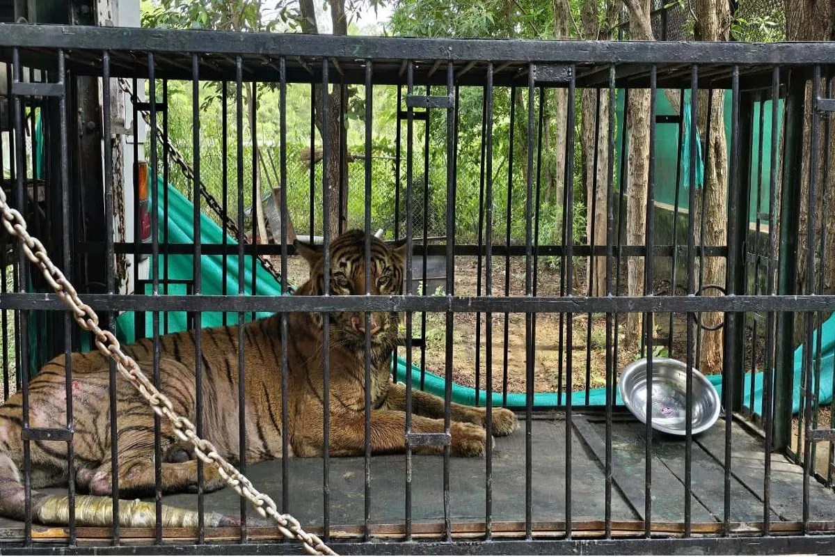 CG News: नंदनवन की बाघिन बिजली बीमार, जामनगर में होगा इलाज, वन मंत्री के निर्देश पर की गई विशेष पहल